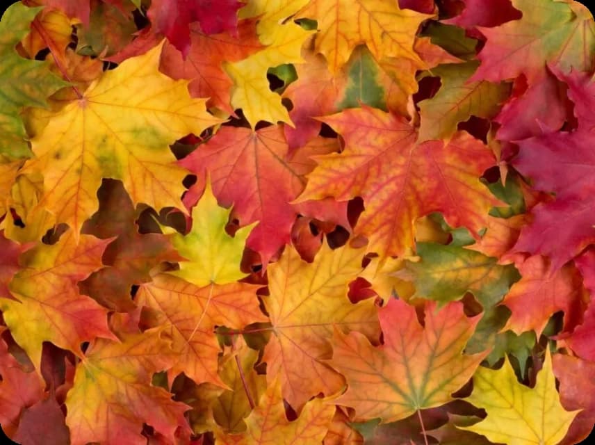Analogous Color Palettes