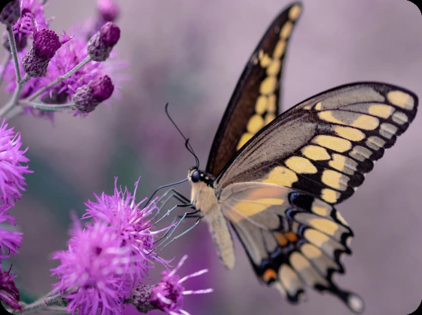 Butterfly Wing Color Palettes