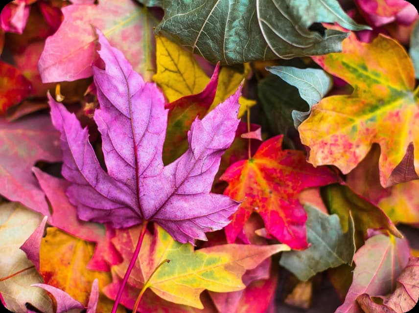 Playful / Whimsical Color Palettes