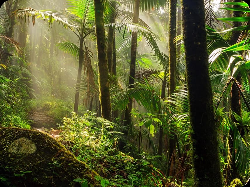 Rainforest Color Palettes