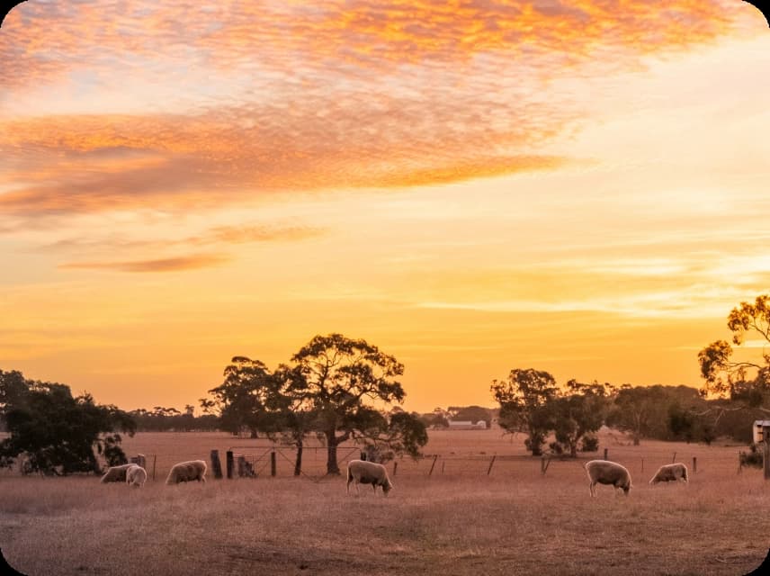 Savanna Color Palettes