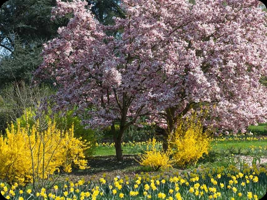 Spring Bloom Color Palettes