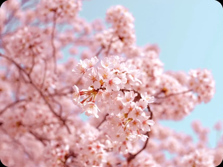 Spring Color Palettes