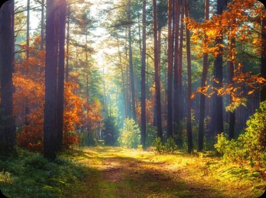 Forest & Woodland Color Palettes